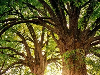 Music For Rest And Relaxing