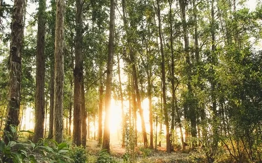 Music For Serenity: A Breath In The Forest