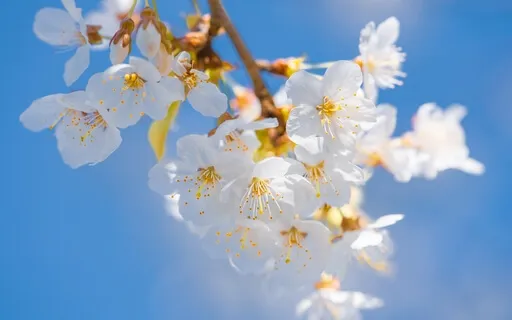 Music For Stress Relief- Meditation- Calming