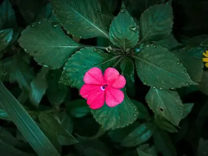 Music For The Heart: Healing & Inspiring (Venus, Unforeseen)