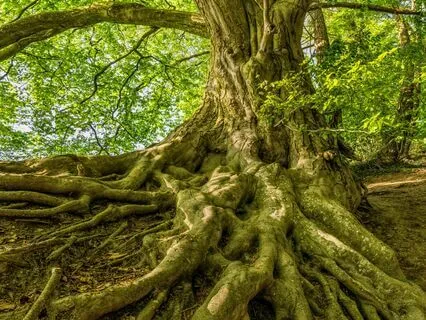 Music For Your Root Chakra - 30 Minutes