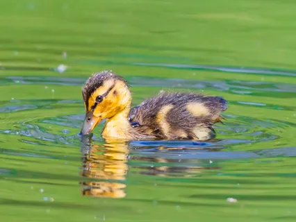 Music From Relaxing Body Scan With Lily Silverton 