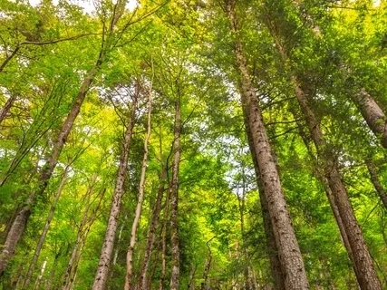 Music For Stress Management