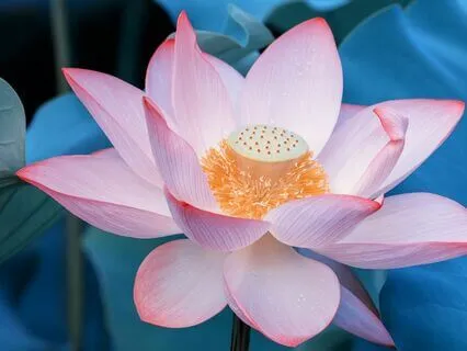 Music: Healing Emotional Release 741Hz For Stress Relief