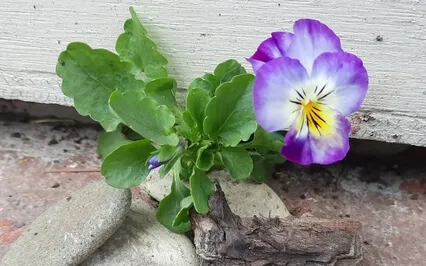 Music In Silence 1 (Piano Improvisation)