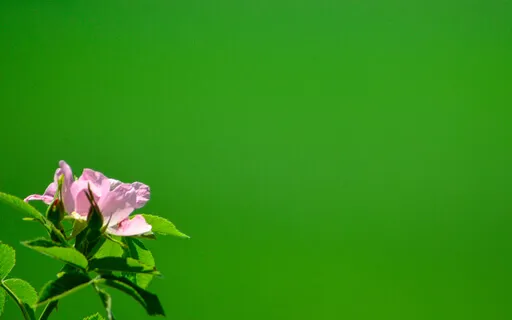 Music Is Praying Twice