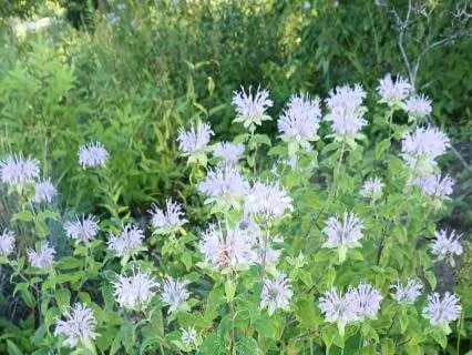 Music Meditation For Grieving Hearts