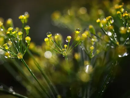 Music Meditation: Morning Dew