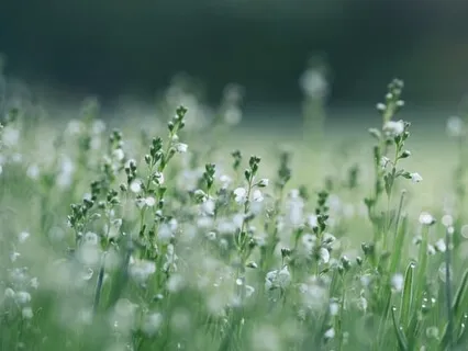 Music Meditation: Windfall of Love