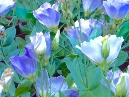 Calming Inner Reflection ~ Music, Quiet Within