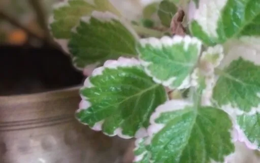 Music Of The Plant - Incense 