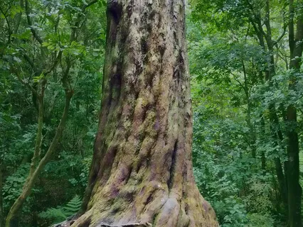 Music Of The Plants: The Ancient Rimu