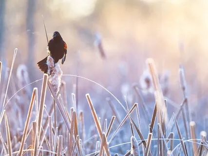 Music To Activate Pineal Gland (528Hz)