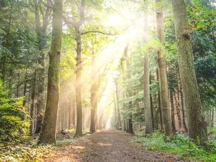 Music To Attract Love, Prosperity & Well-Being 888Hz