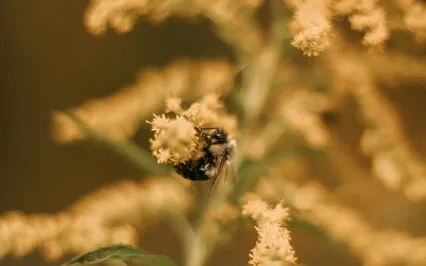 Music To Harmonize The Home 888Hz