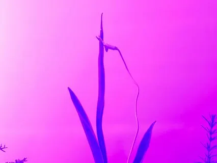 Música de una Sanseviera 432hz. Claridad y Enfoque