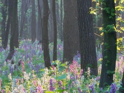 Musical Earth Energy: Meditation For Self-Love