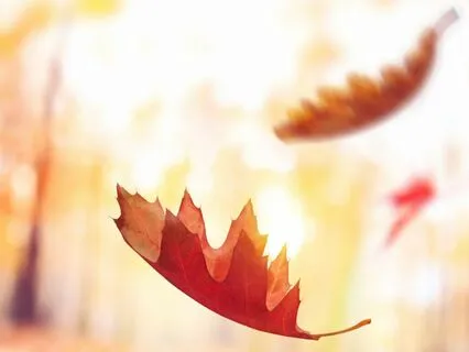 Musical Wind Energy: Meditation For Kindness