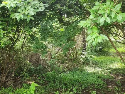 Musing On The Song Of The Cicada