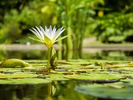 Musique apaisante 30 min : Méditation, Relaxation & Yoga