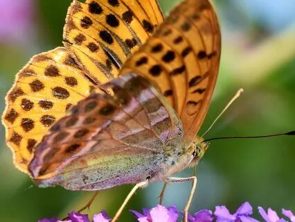 Flowing Vitality: Second Chakra Meditation