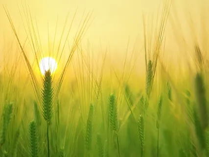 Musique douce 15 min : Méditation, Relaxation & Yoga