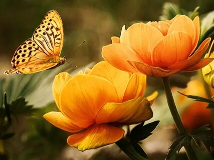 Musique douce 30 min : Méditation, Relaxation & Yoga