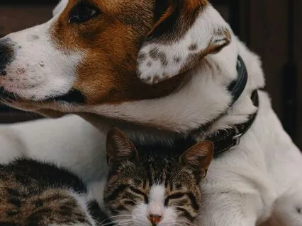 Mutually Supporting Needs: Practice Morsels