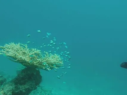 Meditation Upon Divine Connection