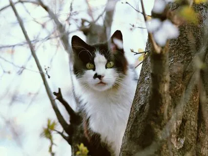 My Cat Is A Master Healer