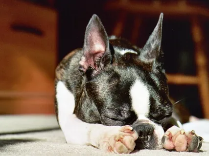 My Dog, The Zen Master