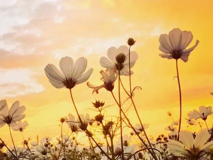 My Gratitude Grows | Get In The Flow With Jazzy LoFi Beats