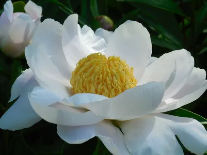 My Heart Is Beating In The Peace Of God