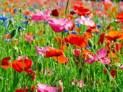 My Little Garden: Food Allergy Immunotherapy Dosing