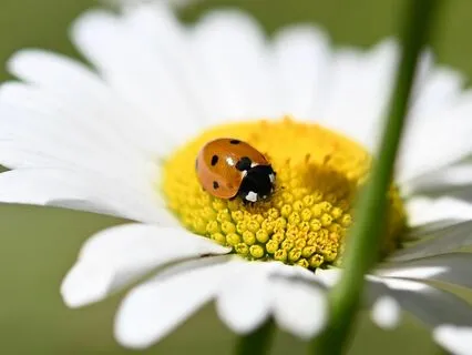 My Lucky Day - Morning Affirmations