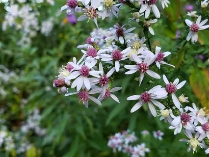 My Meditation: Hardwiring Happiness