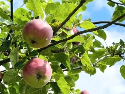 My Menopause Journey 