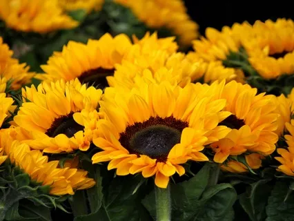 My Morning Affirmations