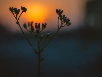 My Morning Music: A New Day Is Rising, A New Life Begins