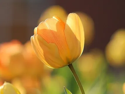 My Perfect Life Manifestation Meditation