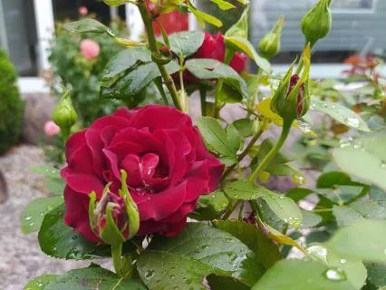 My Poem: The Gracious Rose