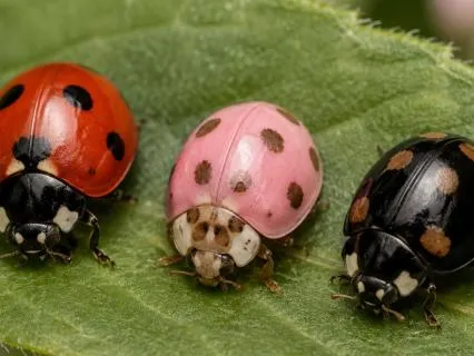 My Sweet Little Lady Bug |  Children's Bedtime Story