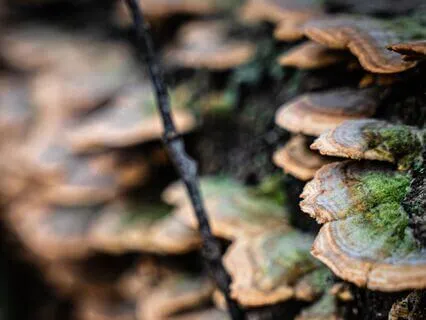 Mycelium Metta Meditation For Connection (With Music)