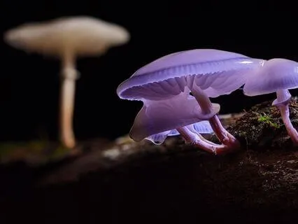 Mycelium Network Of Connection Yoga Nidra