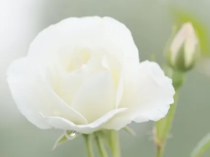 Myötätuntoinen kehomeditaatio