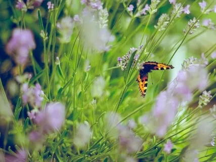 Myötätuntoinen ystävä