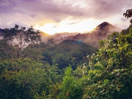 Mystic Jungle Dreams: Peace In The Heart Of The Rainforest