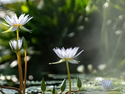 Mystic Water Lily Pond Ambiance Crickets & Stream Sounds
