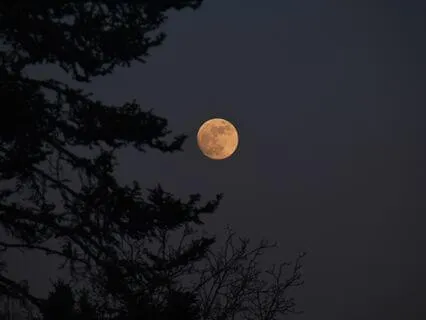 Mystical Forest In Transylvania | Bedtime Story