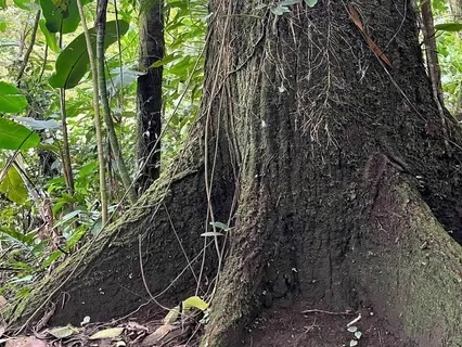 Mystical  Forest Journey Of Connection